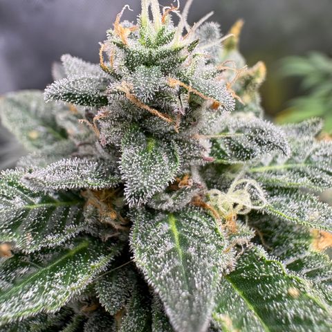 Kalini Asia growlog timeline photo