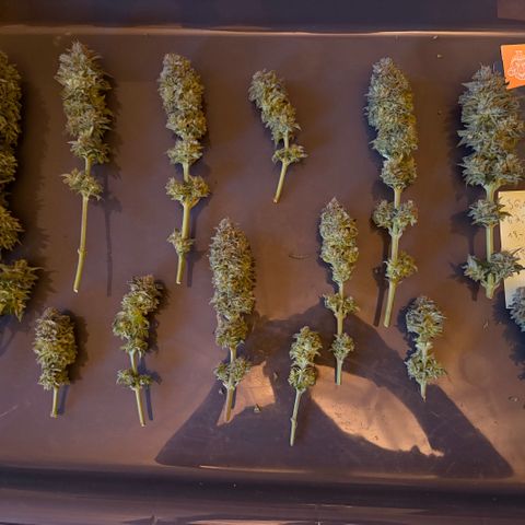 Kalini Asia growlog timeline photo