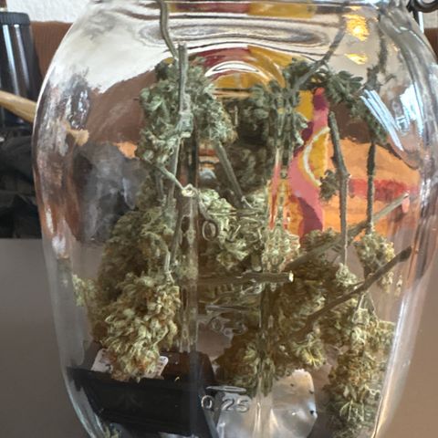 Tropicana Cookies growlog timeline photo