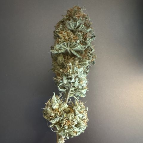 Watermelon Candy growlog timeline photo