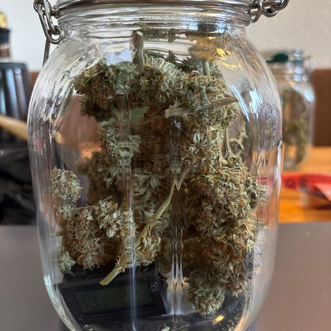 Watermelon Candy growlog timeline photo