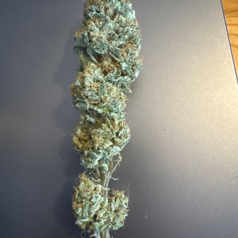 Kalini Asia growlog timeline photo