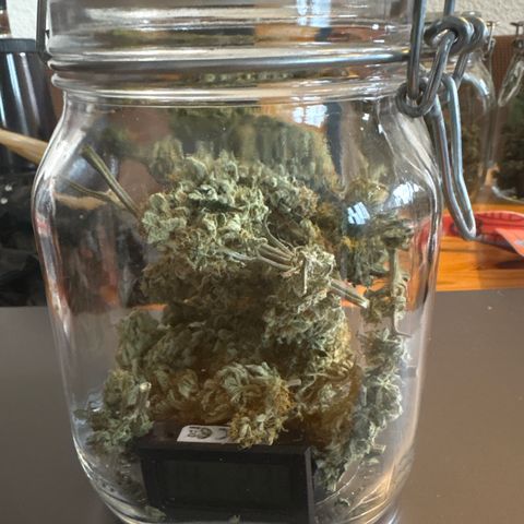 Kalini Asia growlog timeline photo