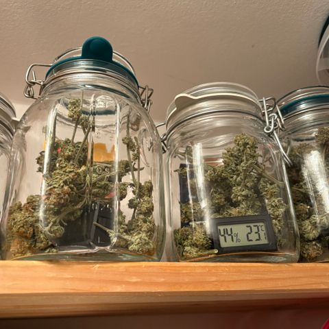 Watermelon Candy growlog timeline photo