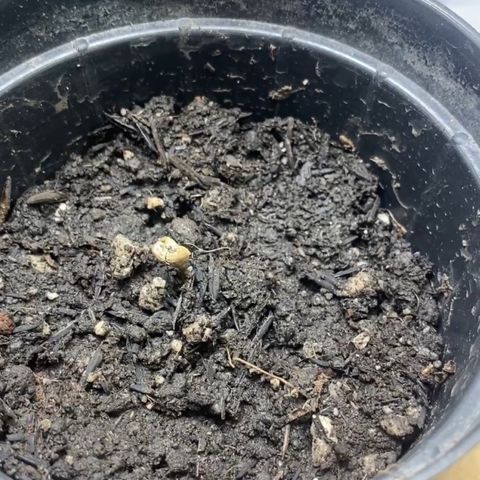 Joana #2 growlog timeline photo