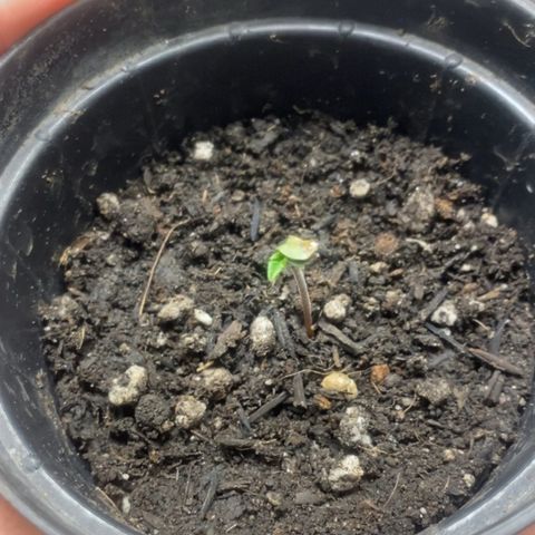 Joana #2 growlog photo: Cotiledone querendo abrir