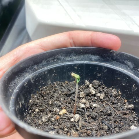 Joana #2 growlog photo: Cotiledone querendo abrir