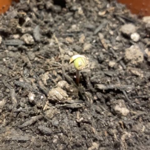 Maria #1 growlog photo: Semente quase saindo totalmente.