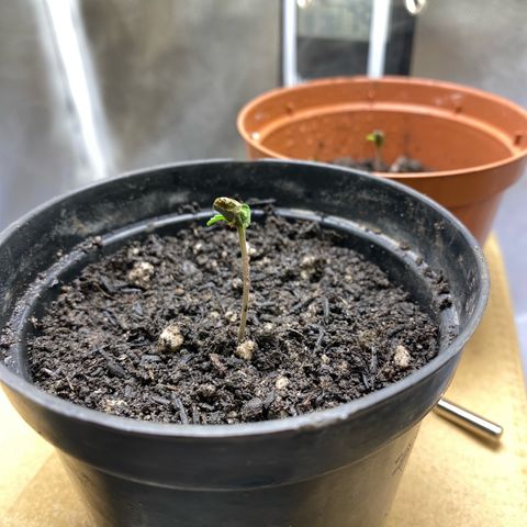 Joana #2 growlog photo: Cotiledone da esqueda crescendo e o da direita quase saindo. Complemento de solo no vaso.