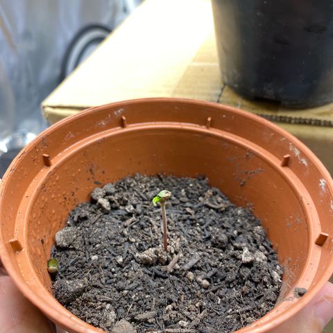 Maria #1 growlog photo: Cotiledone da esquerda já aparecendo. 