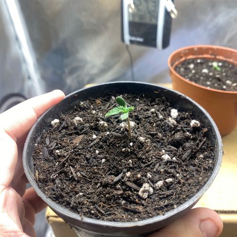 Joana #2 growlog photo: Cotedone aberto. Primeiro pares de folha se desenvolvendo. Vaso completo com o substrato.