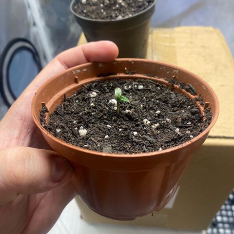 Maria #1 growlog photo: Cotiledone ainda abrindo. Complemento de substrato no vaso para evitar espichamento e criação de novas raizes.