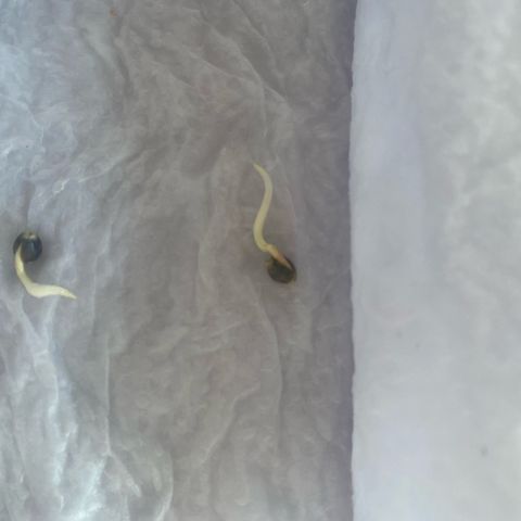 Joana #2 growlog timeline photo