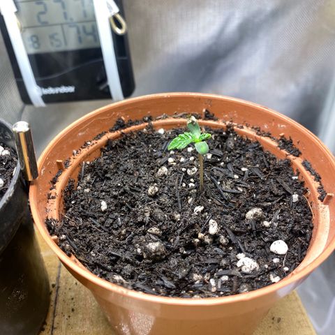 Maria #1 growlog photo: Cotiledones abertos. Primeiros pares de folhas se desenvolvendo.