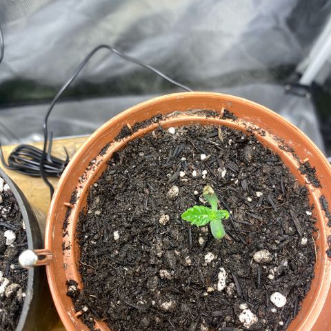 Maria #1 growlog photo: Cotiledones abertos. Primeiros pares de folhas se desenvolvendo.