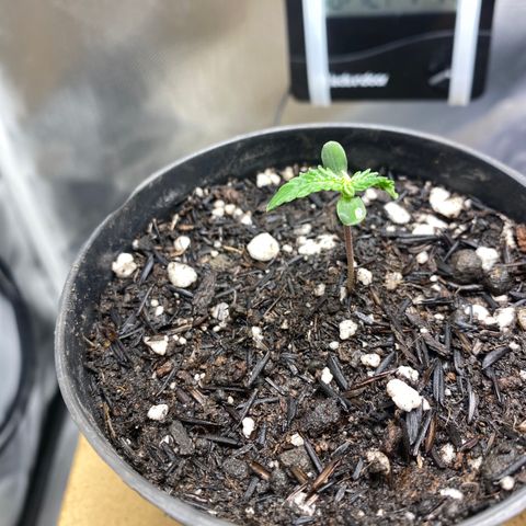 Joana #2 growlog timeline photo