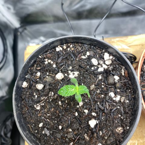 Joana #2 growlog timeline photo