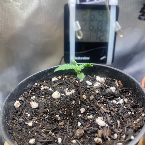 Joana #2 growlog timeline photo