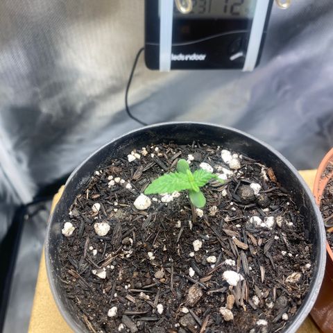 Joana #2 growlog timeline photo