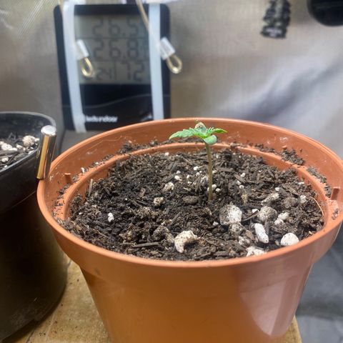 Maria #1 growlog timeline photo