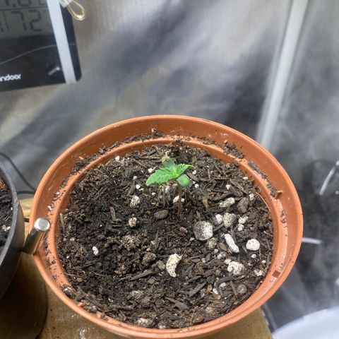 Maria #1 growlog timeline photo