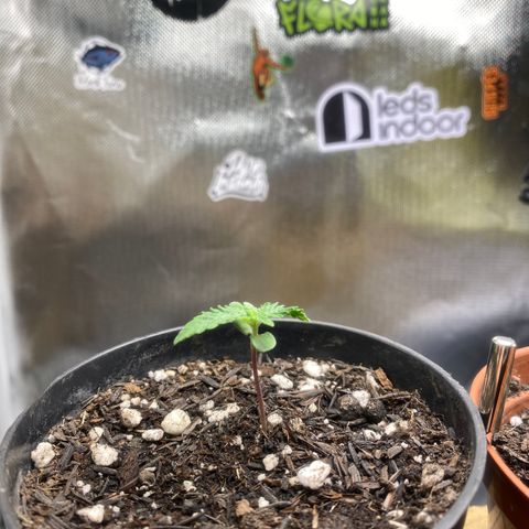 Joana #2 growlog timeline photo
