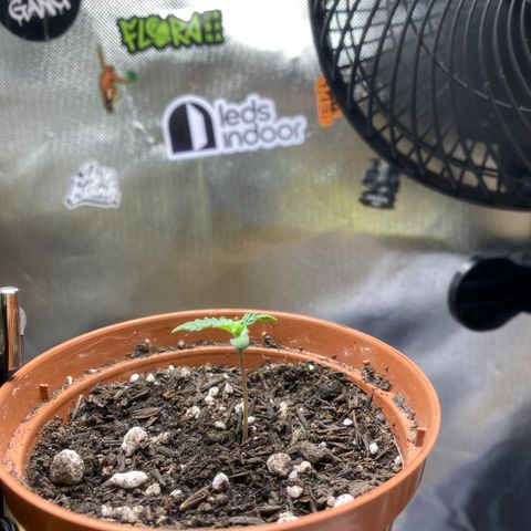 Maria #1 growlog timeline photo