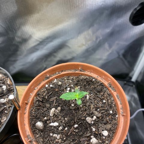 Maria #1 growlog timeline photo