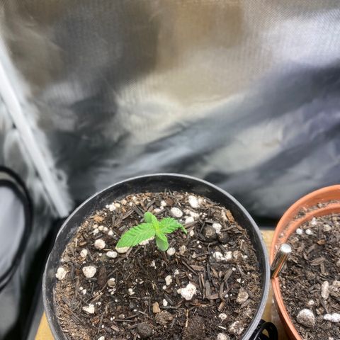 Joana #2 growlog timeline photo