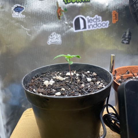 Joana #2 growlog timeline photo
