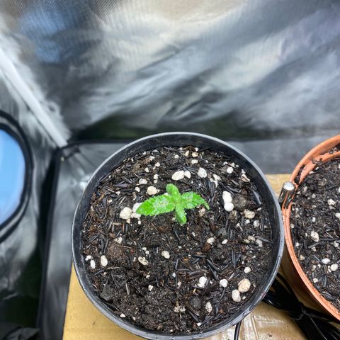 Joana #2 growlog timeline photo