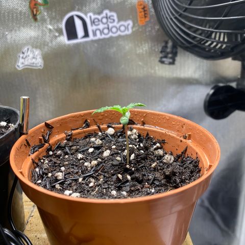 Maria #1 growlog timeline photo