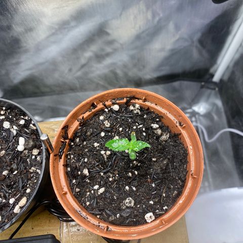 Maria #1 growlog timeline photo