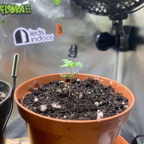 Maria #1 growlog timeline photo