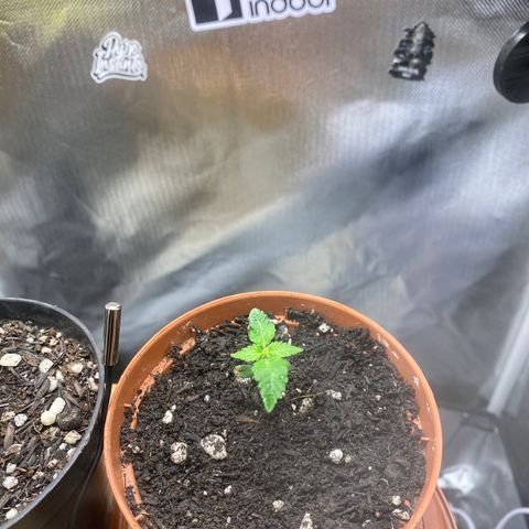 Maria #1 growlog timeline photo