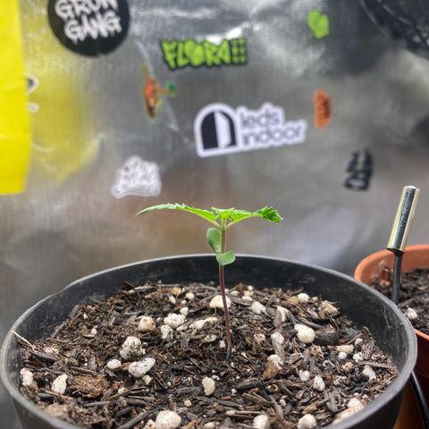 Joana #2 growlog timeline photo