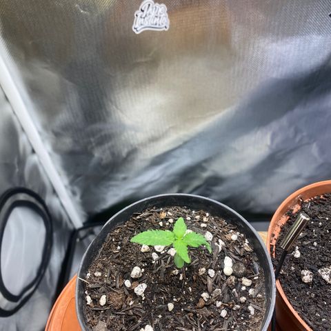 Joana #2 growlog timeline photo