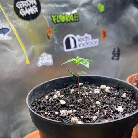 Joana #2 growlog timeline photo