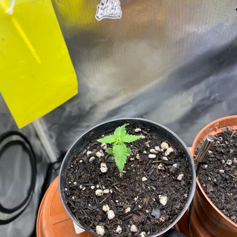 Joana #2 growlog timeline photo