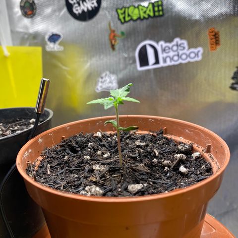 Maria #1 growlog timeline photo