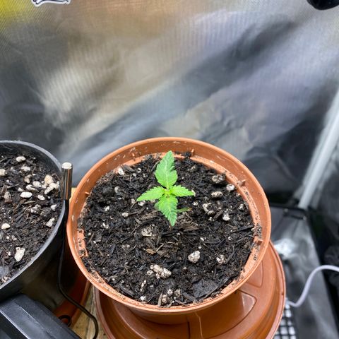 Maria #1 growlog timeline photo