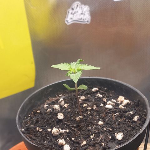 Joana #2 growlog timeline photo