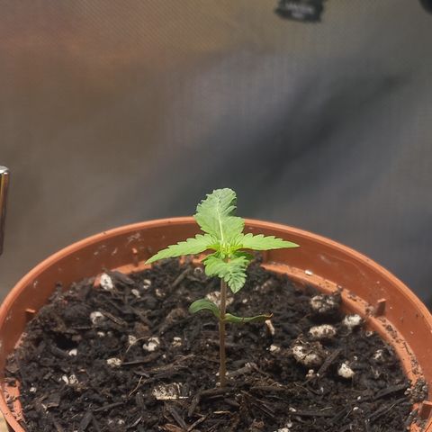 Maria #1 growlog timeline photo