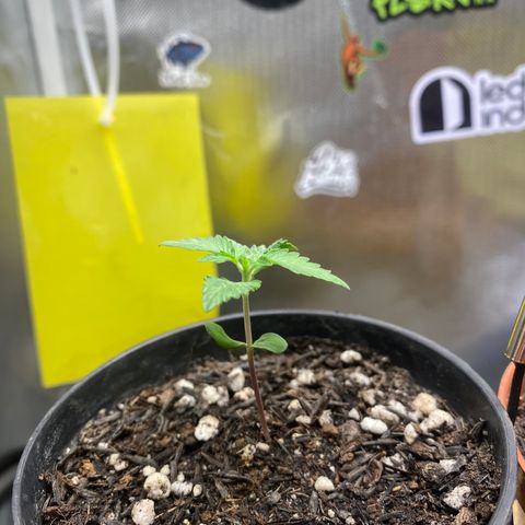 Joana #2 growlog timeline photo