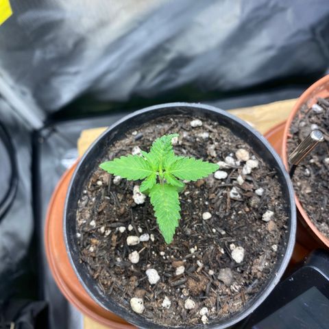 Joana #2 growlog timeline photo