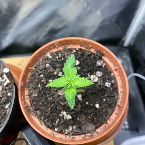 Maria #1 growlog timeline photo