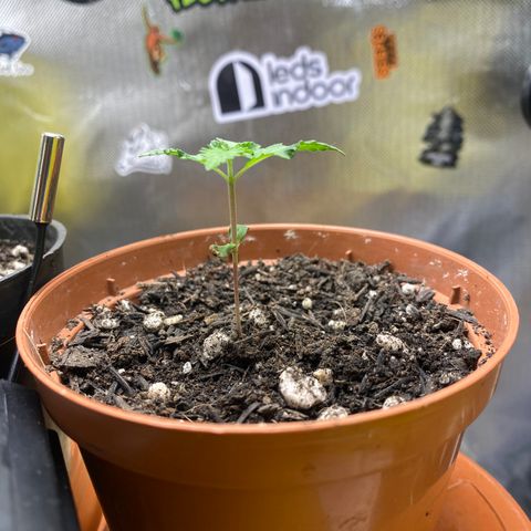 Maria #1 growlog timeline photo