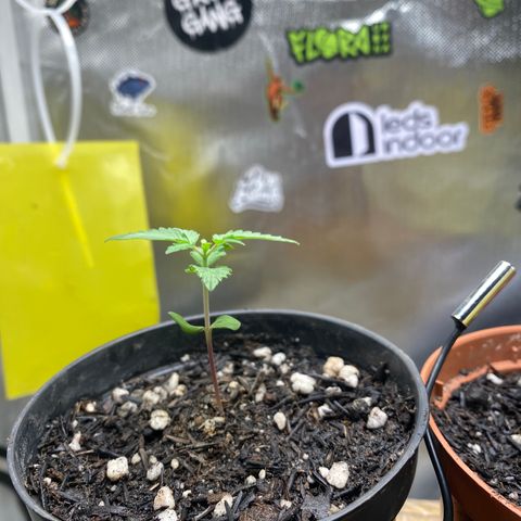 Joana #2 growlog timeline photo