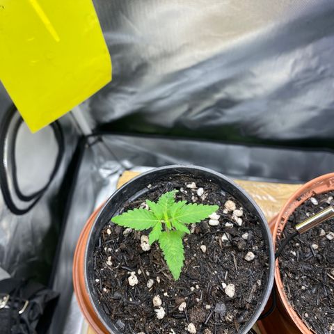 Joana #2 growlog timeline photo