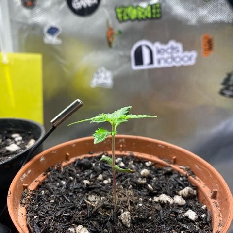 Maria #1 growlog timeline photo